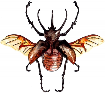 https://www.devonlabossiere.com/files/gimgs/th-1_chalcosoma_atlas.jpg