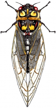 https://www.devonlabossiere.com/files/gimgs/th-1_cicada.jpg